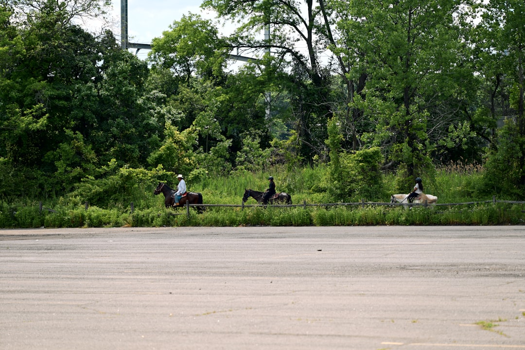Applications Riders on horseback along a tree-lined countryside path