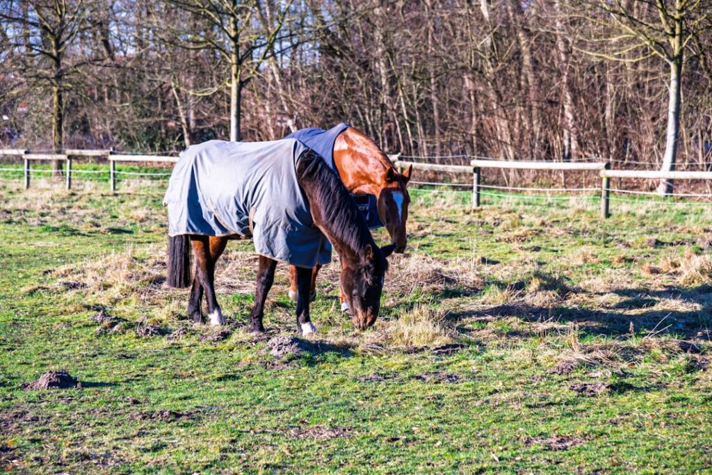 Animal Covers Horse wearing a breathable canvas turnout rug in a paddock