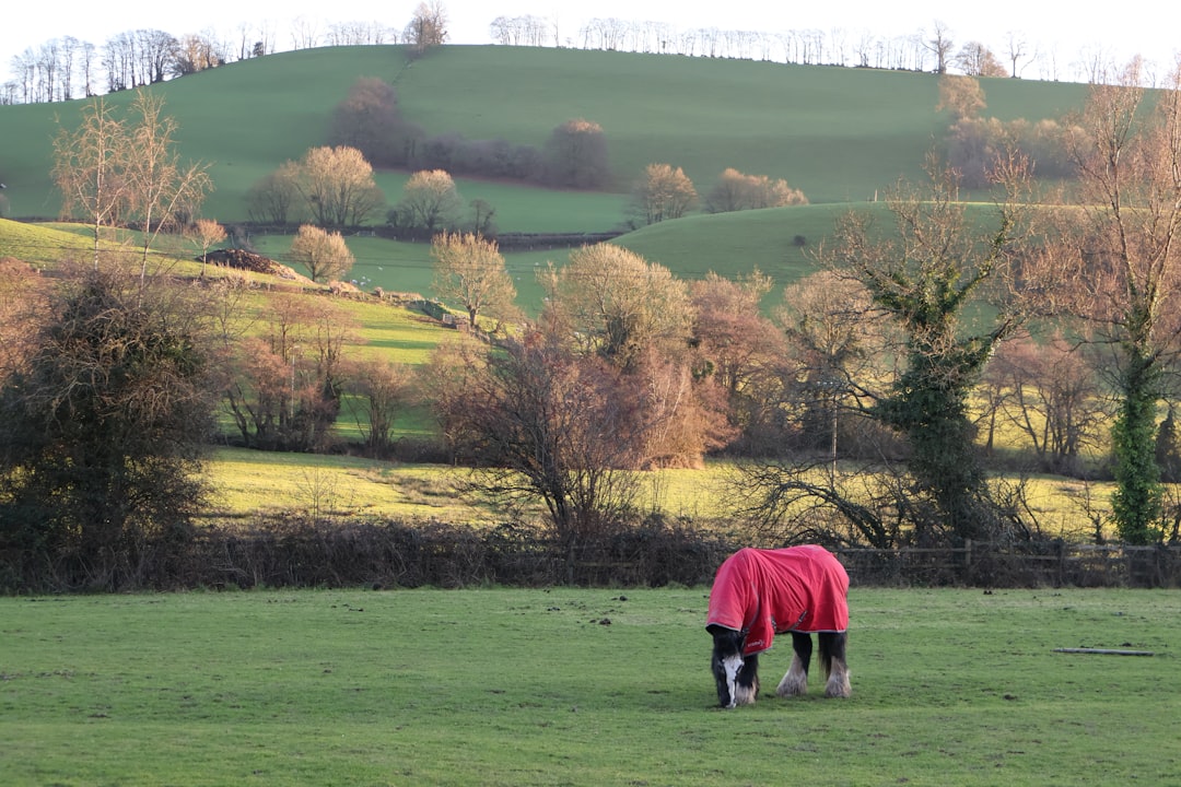 Applications Horse grazing in a field wearing a red canvas cover