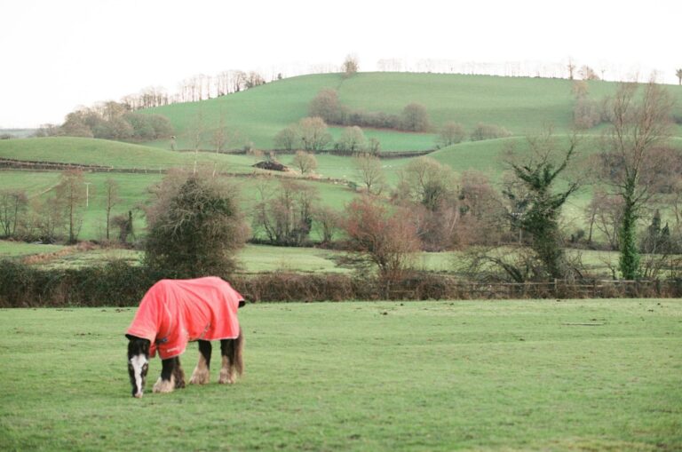 Equestrian Horse wearing a red canvas turnout rug