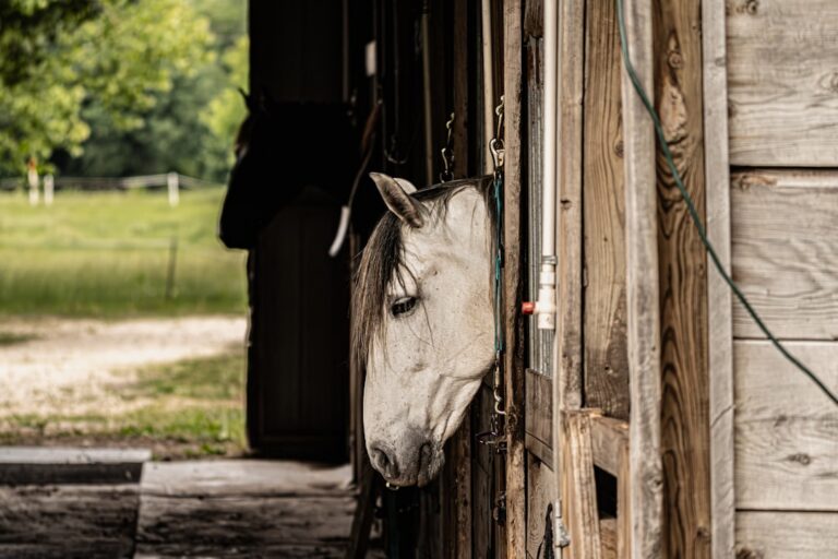Equestrian Horse looking out of a stable